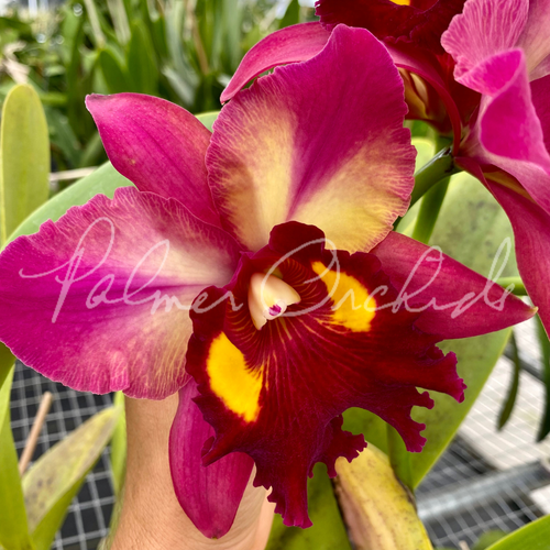 Cattleya — Palmer Orchids